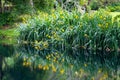 Grass and flower reflections on water on river shore impressionist garden pond horizontal background Royalty Free Stock Photo