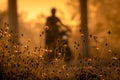 Grass flower beside the road on blurred background of people ride a motorcycle in the morning with sunlight. Morning golden Royalty Free Stock Photo