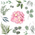 Grass and flower set. Eucalyptus, different plants and leaves, pink hydrangea