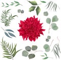 Grass and flower set. Eucalyptus, different plants and leaves, red dahlia