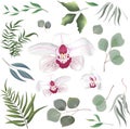 Grass and flower set. Eucalyptus, different plants and leaves, white pink orchid