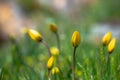 Grass flower in soft focus and blurred with vintage style for background Royalty Free Stock Photo