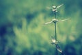 Grass flower soft focus fresh nature relax photo background Royalty Free Stock Photo