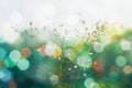 Grass flower soft focus   ,fresh and relax spring nature wallpaper background Royalty Free Stock Photo