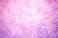 Grass flower soft focus with pink,purple filter effect Royalty Free Stock Photo