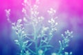 Grass flower soft focus spring nature background with blue Royalty Free Stock Photo