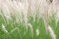 Grass flower in soft focus vintage style