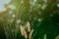 Grass flower with spider web in the morning. Closeup grass flower with blurred green bokeh background. Grass field in the forest Royalty Free Stock Photo