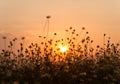 Grass flower sunset Royalty Free Stock Photo