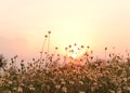 Grass flower sunset Royalty Free Stock Photo