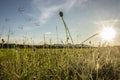 The grass flower