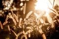 Grass flower with sunset in evening time Royalty Free Stock Photo