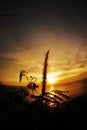 Grass flower at the sunset Royalty Free Stock Photo