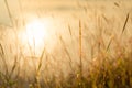 Grass flower on sunset landscape