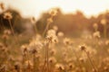 Grass flower with sunset light. Royalty Free Stock Photo