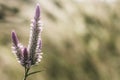 Grass flower at sunset with mountain scenery background in green nature,yellow flower grass impact sunlight. Royalty Free Stock Photo