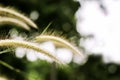 Grass flower at sunset with mountain scenery background in green nature,yellow flower grass impact sunlight Royalty Free Stock Photo