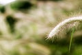 Grass flower at sunset with mountain scenery background in green nature,yellow flower grass impact sunlight Royalty Free Stock Photo