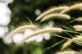 Grass flower at sunset with mountain scenery background in green nature,yellow flower grass impact sunlight Royalty Free Stock Photo