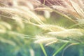 Grass flower with sunset for nature background, soft and blurred focus