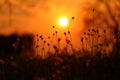 Grass flower with sunset Royalty Free Stock Photo