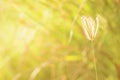 Grass flower on sunsets light bokeh Royalty Free Stock Photo