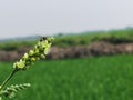 Grass flower and tiny insect with blurry background -macro photography series Royalty Free Stock Photo