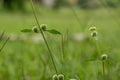 grass flower with the type of Hyptis brevipes with old green buds Royalty Free Stock Photo