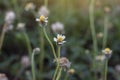 Grass flower on the wayside on blur nature background. Royalty Free Stock Photo