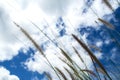 Grass flower in wind / blue sky background Royalty Free Stock Photo