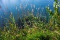 Grass and flowering reed vegetation on pond bank in summer. Topolna Royalty Free Stock Photo