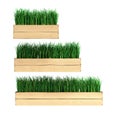 grass in a flowerpot collection 3d illustration on a white background Royalty Free Stock Photo