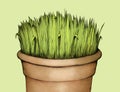 Grass in flowerpot