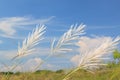 Grass Flowers against with blue sky Royalty Free Stock Photo