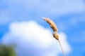 Grass flowers against the blue sky in Garden. Royalty Free Stock Photo