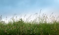 Grass and flowers against the blue sky Royalty Free Stock Photo