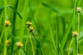 Grass flowers along the vintage color on green bavkground.