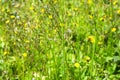 Grass flowers background