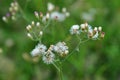 Grass Flowers in the backyard with Blur background