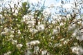 Grass and flowers on blue sky background in the garden Royalty Free Stock Photo