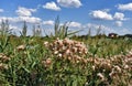 Grass and flowers on blue sky background in the garden Royalty Free Stock Photo