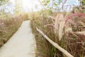 Grass flowers and blurry road background