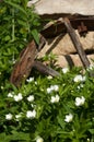 Grass flowers Carpenteria.