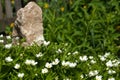 Grass flowers Carpenteria.