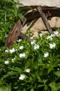 Grass flowers Carpenteria.