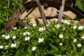 Grass flowers Carpenteria.