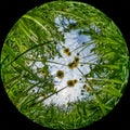 Grass and flowers dandelions, bottom view. Shot with a circular fisheye lens