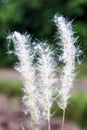 Grass flowers