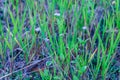 Close up grass flowers field Royalty Free Stock Photo