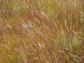 Grass flowers field